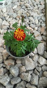 Aksamietnica/tagetes sadenice - 2