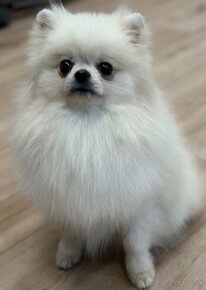 Pomeranian fenka. - 2