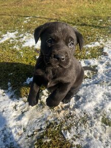 Labradorský retríver - šteniatka, Labrador šteniatka - 2