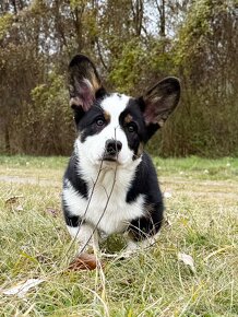 Welsh corgi cardigan - 2