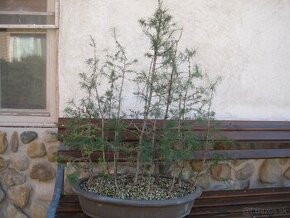 bonsai,bonsaj-smrekovec opadavý - 2