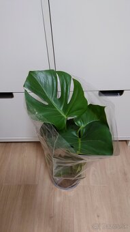 Monstera deliciosa, nová 60 cm výška - 2