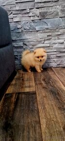 Nemecký špic/typ pomeranian - 2