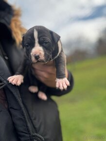 American bully - 2