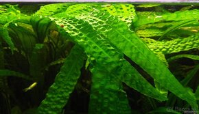 Cryptocoryne aponogetifolia - 2