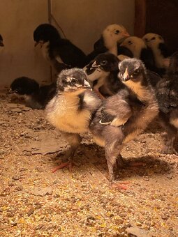 Kuriatka Marans čierna medenokrkå - 2