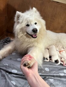 Samojed - šteniatka s PP FCI - 2