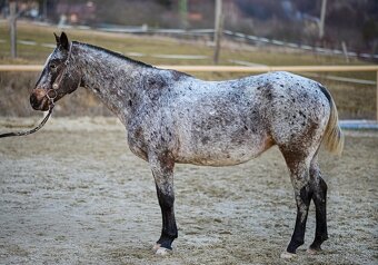 Nádherná kobyla Appaloosa - 2