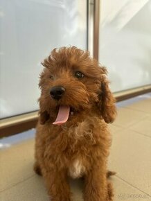 Cavapoo - 2