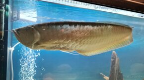 Arowana silver - 2