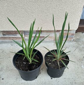 Yucca filamentosa - rastliny - 2