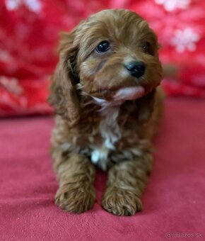 Cavapoo - 2