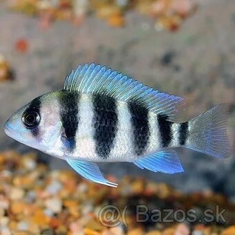 Cyphotilapia Frontoza Burundi - 2