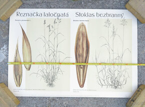 nástenná dekorácia Retro plagát ČSR 1960 botanika #H - 2