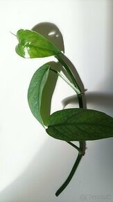 Epipremnum pinnatum ‘ Cebu blue ’ - Potosovec - Pothos - 2