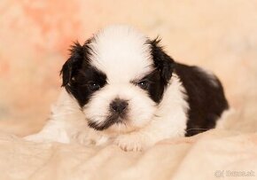 Rozkošné šteniatko Shih Tzu hľadá milujúci domov - 2