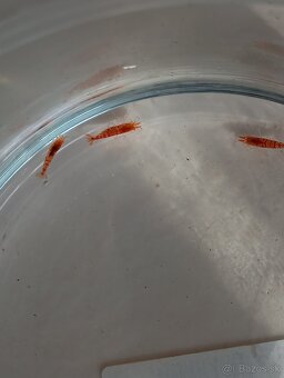 Caridina Red Tiger. - 2