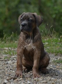 Cane Corso s PP (FCI) - 2