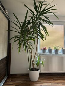 Juka 2,5m, (Yucca) rastliny do zimnej zahrady - 2