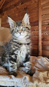 Mainská mývalia mačka / maine coon s rodokmeňom - 2