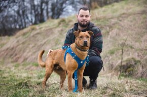 Darujem poslušného psa Beriho - mix ridgeback - 2