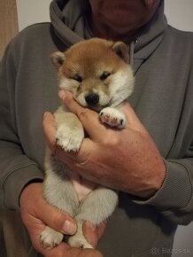 Shiba inu s PP FCI - 2