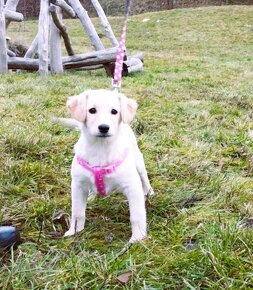 Darujem šikovné šteniatko - sučka Flora - mini labrador - 2