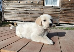 Darujem rozkošné šteniatka - mix špic / labrador - 2