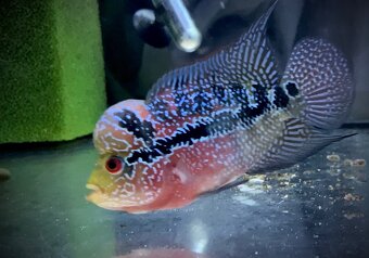 Flowerhorn samička SRD - 2