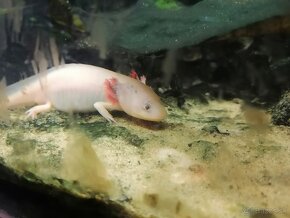 Axolotl mexický - 2