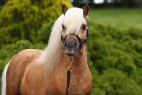 Plemenný shetland pony s pp - 2