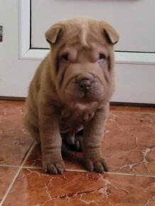 Sharpei štenniatka - 2