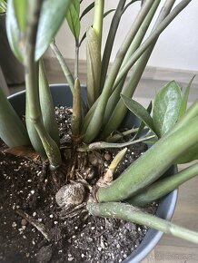 Zamioculcas zamiifolia + keramický kvetináč - 2