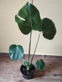 MONSTERA DELICIOSA - 2