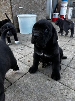 Cane Corso - 2