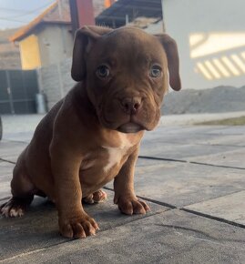 American Bully pocket - 2