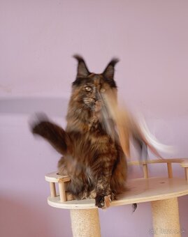 Maine Coon s PP - 2