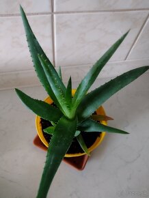 Aloe vera - 2