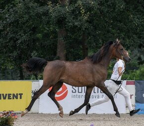 shagya arab - hřebec 1,5 roku (valach) - 2