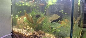 Predávam akvarium aj s rybami - 2