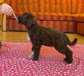 LAGOTTO ROMAGNOLO STENIATKO s PP - 2