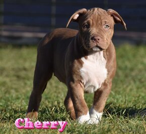 American Bully Xl - 2