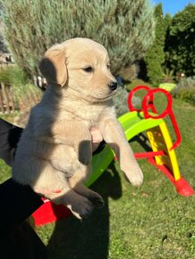 Šteniatka Labrador + Tatranský durič - 2