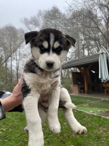 Šteniatka Husky - 2