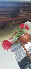 Kaktus,Epiphyllum - 2