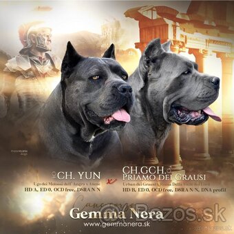 Cane Corso s PP FCI - 2