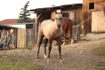 Klisnička QH - 2