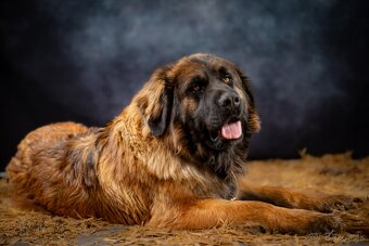 Leonberger krytie bez PP - 2