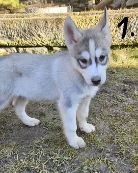 🤍🖤💙Sibiřský husky - štěňátka bez PP 🤍🖤💙 - 2