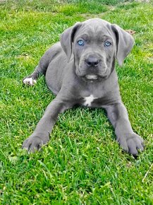 Cane Corso s PP - 2